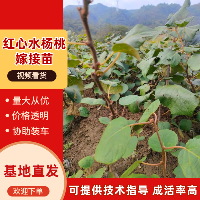 红心水杨桃嫁接苗红心猕猴桃苗基地直供提供技术指导