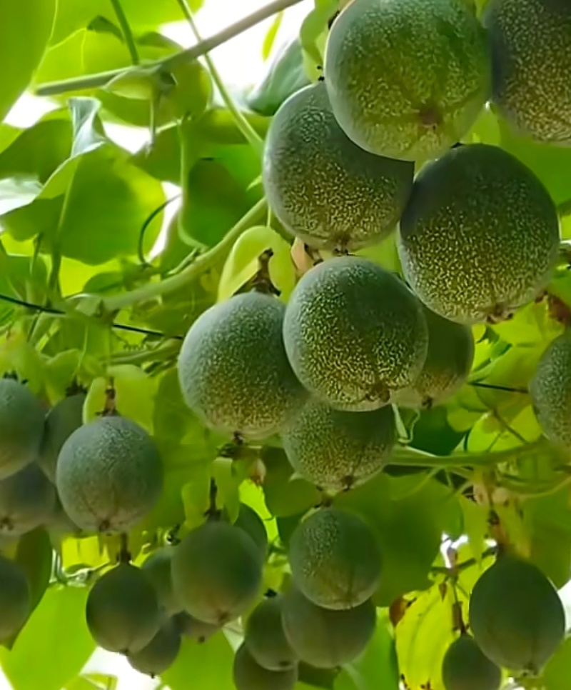 【热卖】百香果热情果量大质优价格优惠欢迎咨询采购