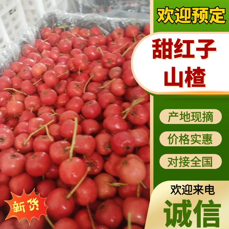 甜红子山楂山东精品山楂产地一手货源，规格齐全对接全国客商