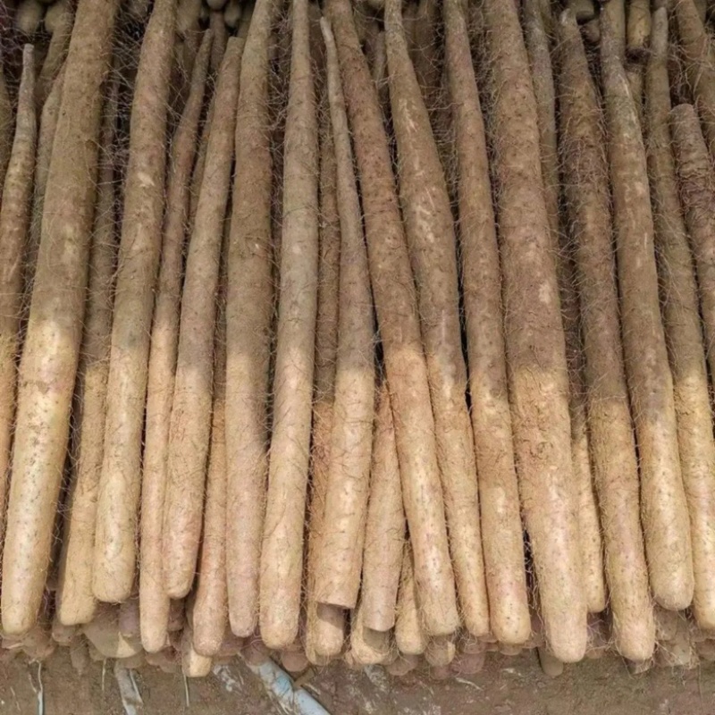 河北白玉山药千亩基地现挖现发规格齐全品质保证欢迎咨询