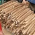 白玉山药大量出土上市中源头产地直销量大从优价格透明