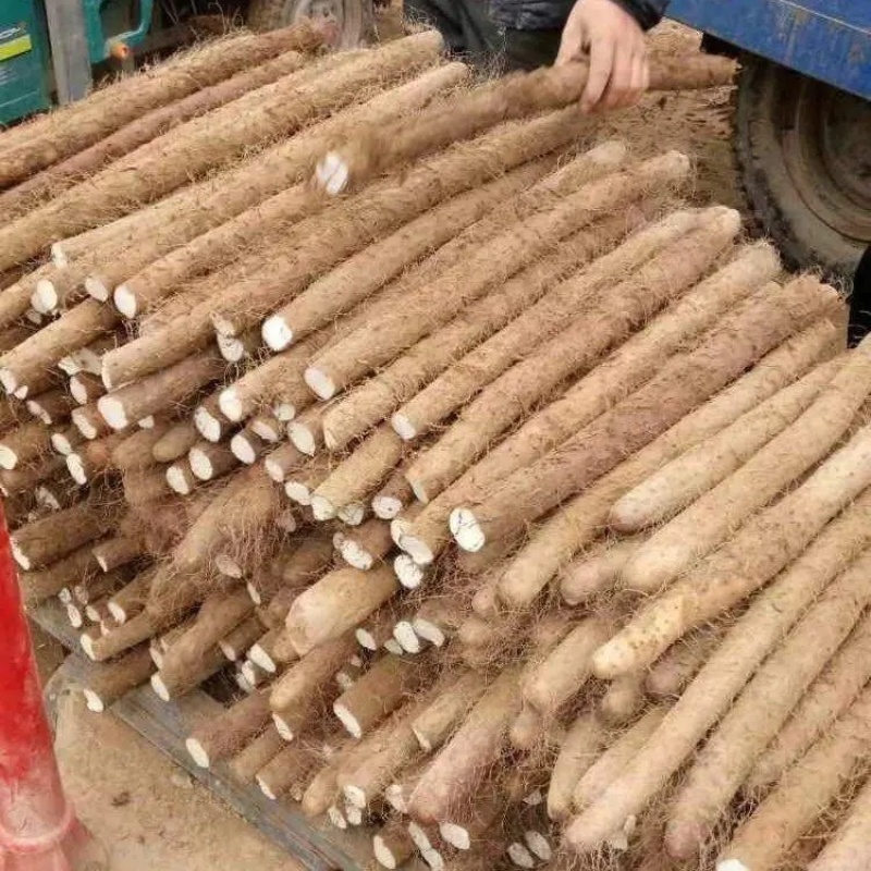 白玉山药大量出土上市中源头产地直销量大从优价格透明