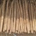 白玉山药大量出土上市中源头产地直销量大从优价格透明