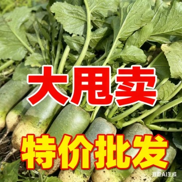 【河南萝卜】周口青萝卜/水果萝卜/电商团购一件代发批发价