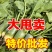 【河南萝卜】周口青萝卜/水果萝卜/电商团购一件代发批发价