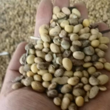 精品二级黄豆饲料豆化肥豆产地直发品质保证实力
