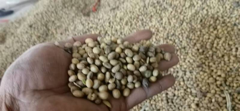 精品二级黄豆饲料豆化肥豆产地直发品质保证实力