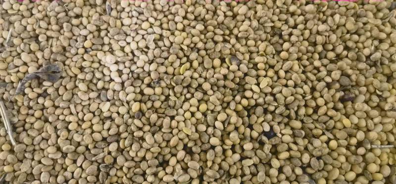 精品二级黄豆饲料豆化肥豆产地直发品质保证实力