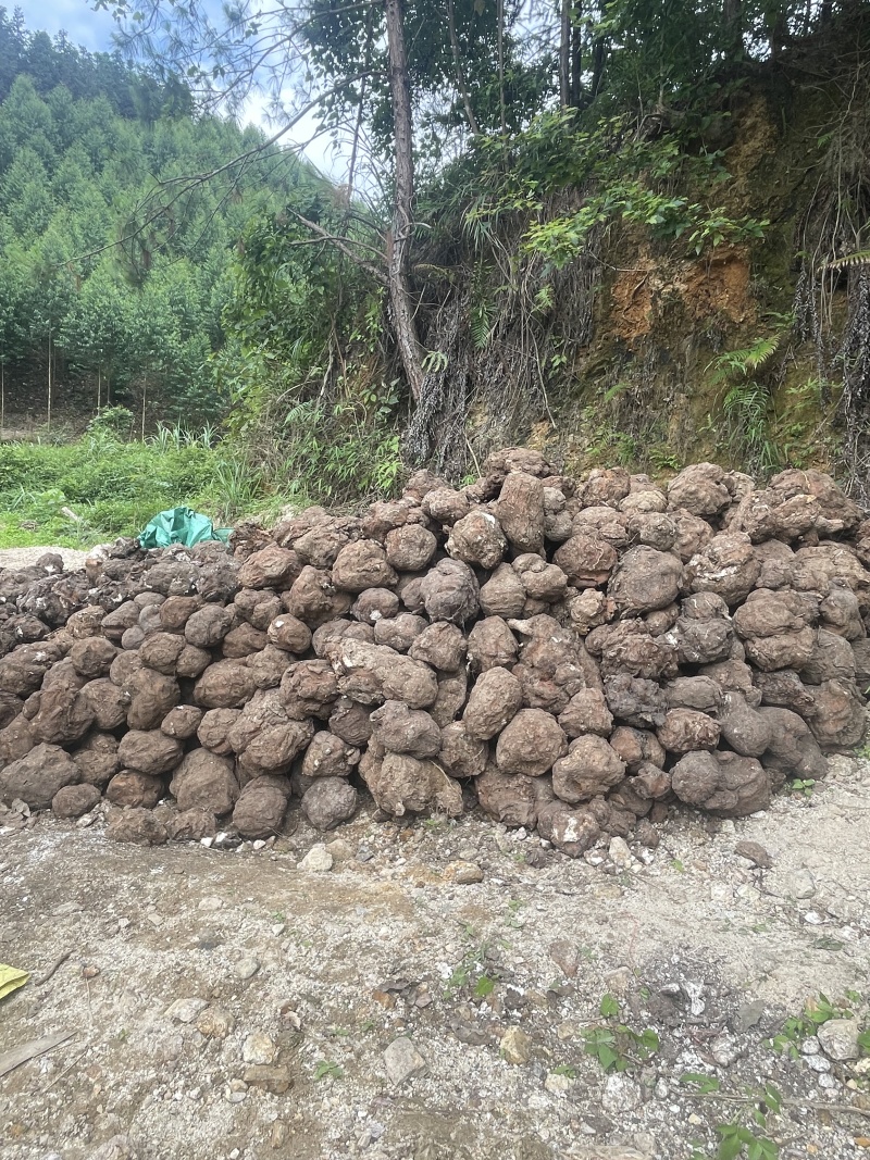 精品茯苓品质保证产地直发价格优惠实力商家