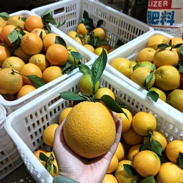 【实力推荐】赣南脐橙一件代发通货整车发货量大从优批发电商