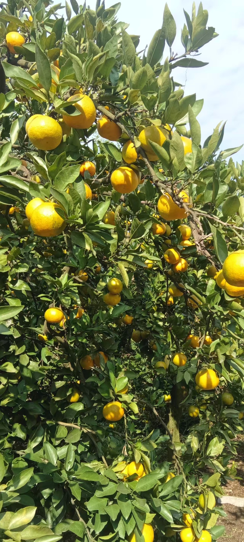 湖南石门蜜橘产地直发质量保证坏果包赔全国发货欢迎订购