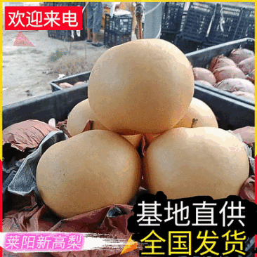 新高梨【精选】莱阳梨对接批发市场/商超/出口/上货中