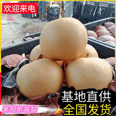 新高梨【精选】莱阳梨对接批发市场/商超/出口/上货中