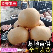 新高梨&莱阳梨/规格全/价格便宜/批发商超出口/量大从优