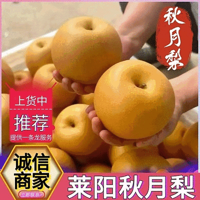 【秋月梨】莱阳梨/莱阳秋月梨/产地现货/对接批发商超出口