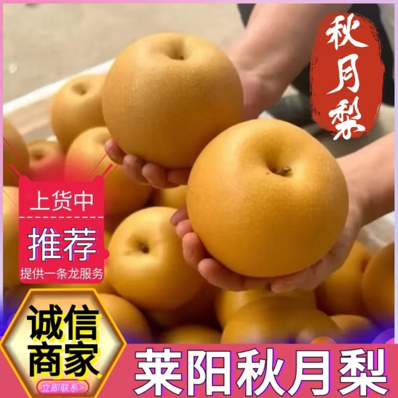 【秋月梨】莱阳梨/莱阳秋月梨/产地现货/对接批发商超出口