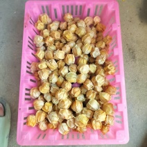 精品黄姑娘，姑娘果大量新鲜现货速发，产品保质保量