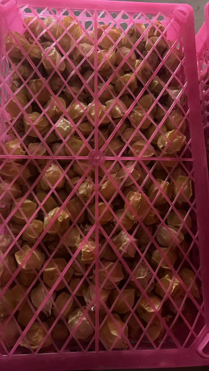 精品黄姑娘，姑娘果大量新鲜现货速发，产品保质保量