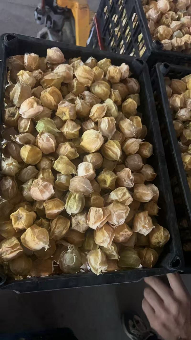 精品黄姑娘，姑娘果大量新鲜现货速发，产品保质保量
