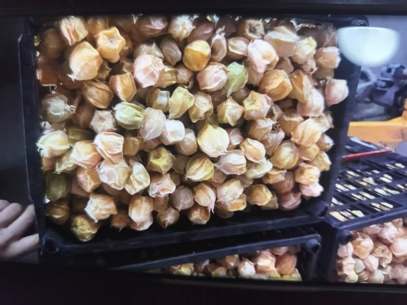 精品黄姑娘，姑娘果大量新鲜现货速发，产品保质保量