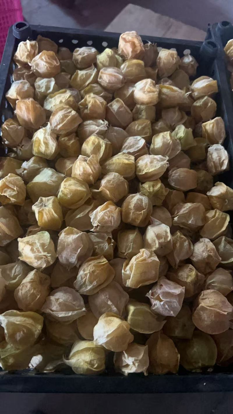 精品黄姑娘，姑娘果大量新鲜现货速发，产品保质保量