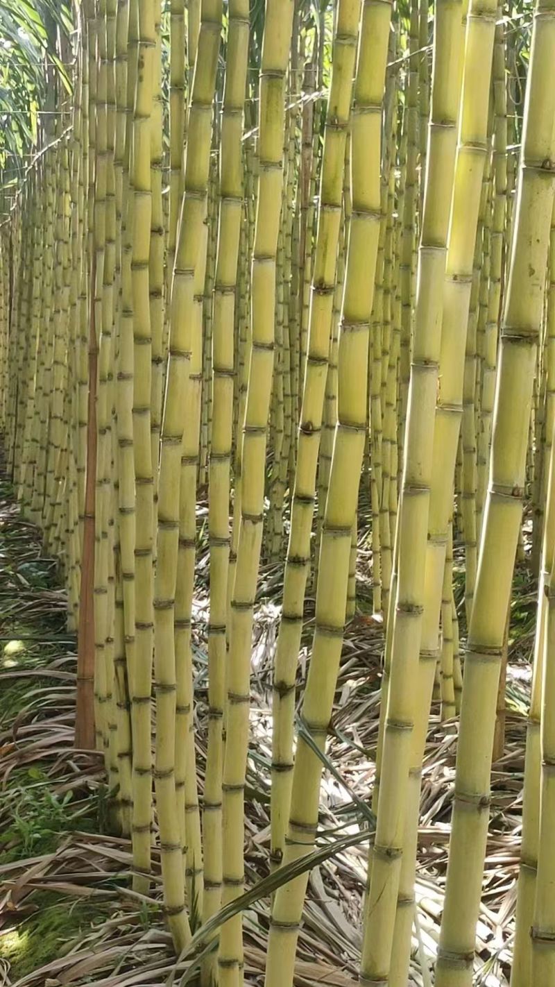 云南甘蔗黄金甘蔗产地直采无中间商口感纯甜质量三包