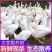 农家散养鹅新鲜现杀白条鹅批发量大价优欢迎咨询合作