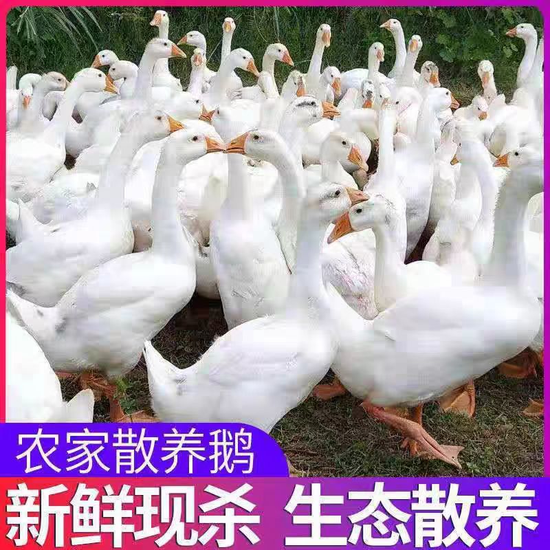 农家散养鹅新鲜现杀白条鹅批发量大价优欢迎咨询合作