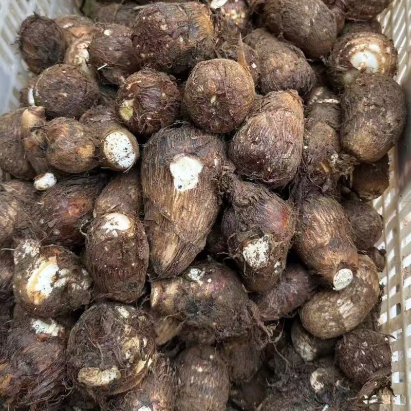 牛奶芋头一件代发达人对接商超社团供货批发