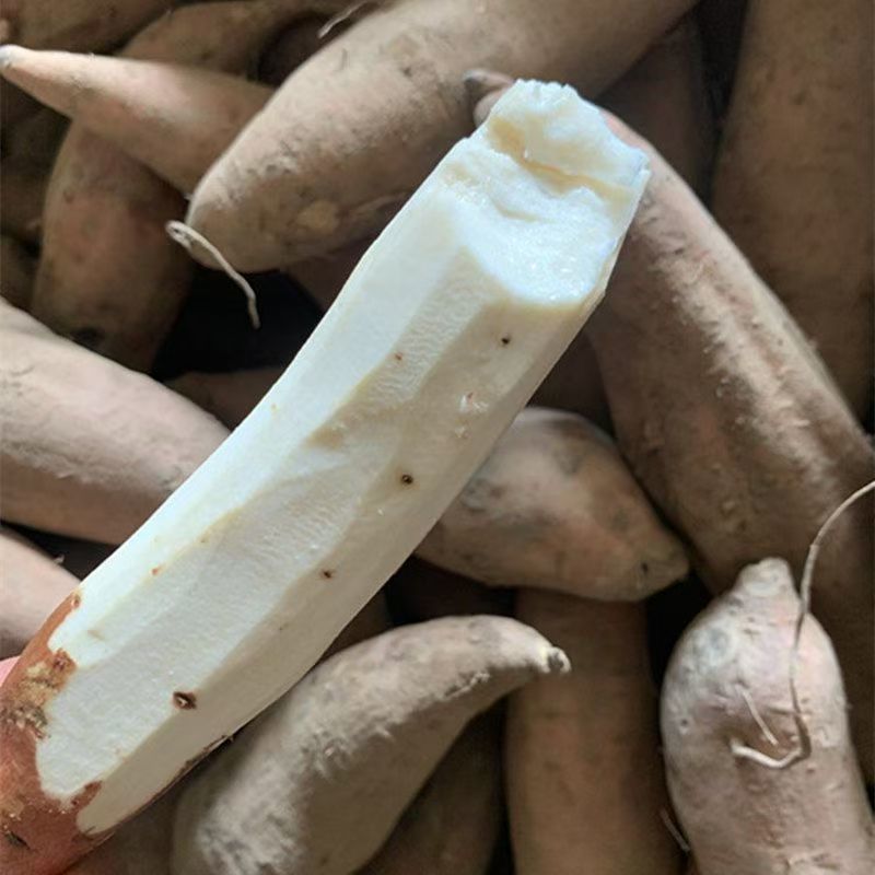 山东哈密冰糖薯条形好表皮光泽好产地直销批发全国