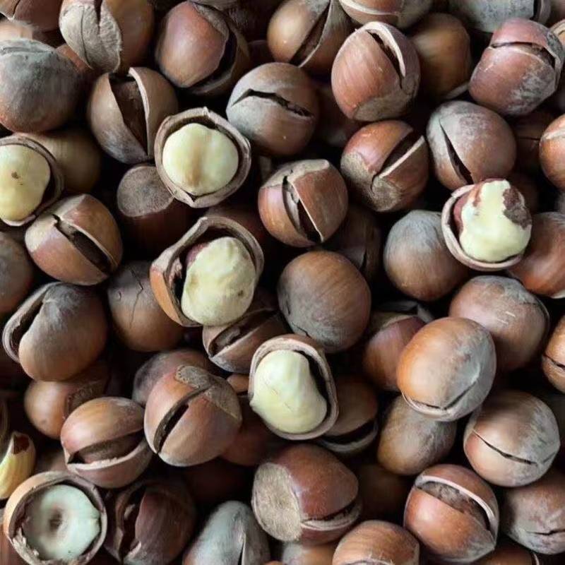 东北野生开口榛子新货薄皮炒熟坚果零食香味浓郁