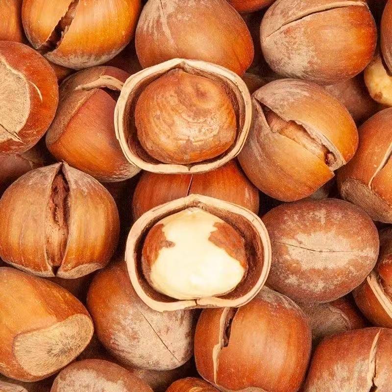 东北野生开口榛子新货薄皮炒熟坚果零食香味浓郁
