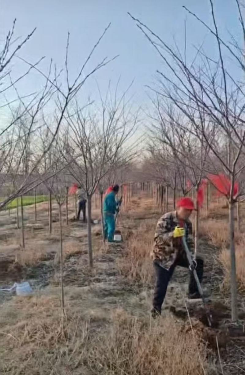 樱花树苗圃直发规格齐全提供技术欢迎咨询购买