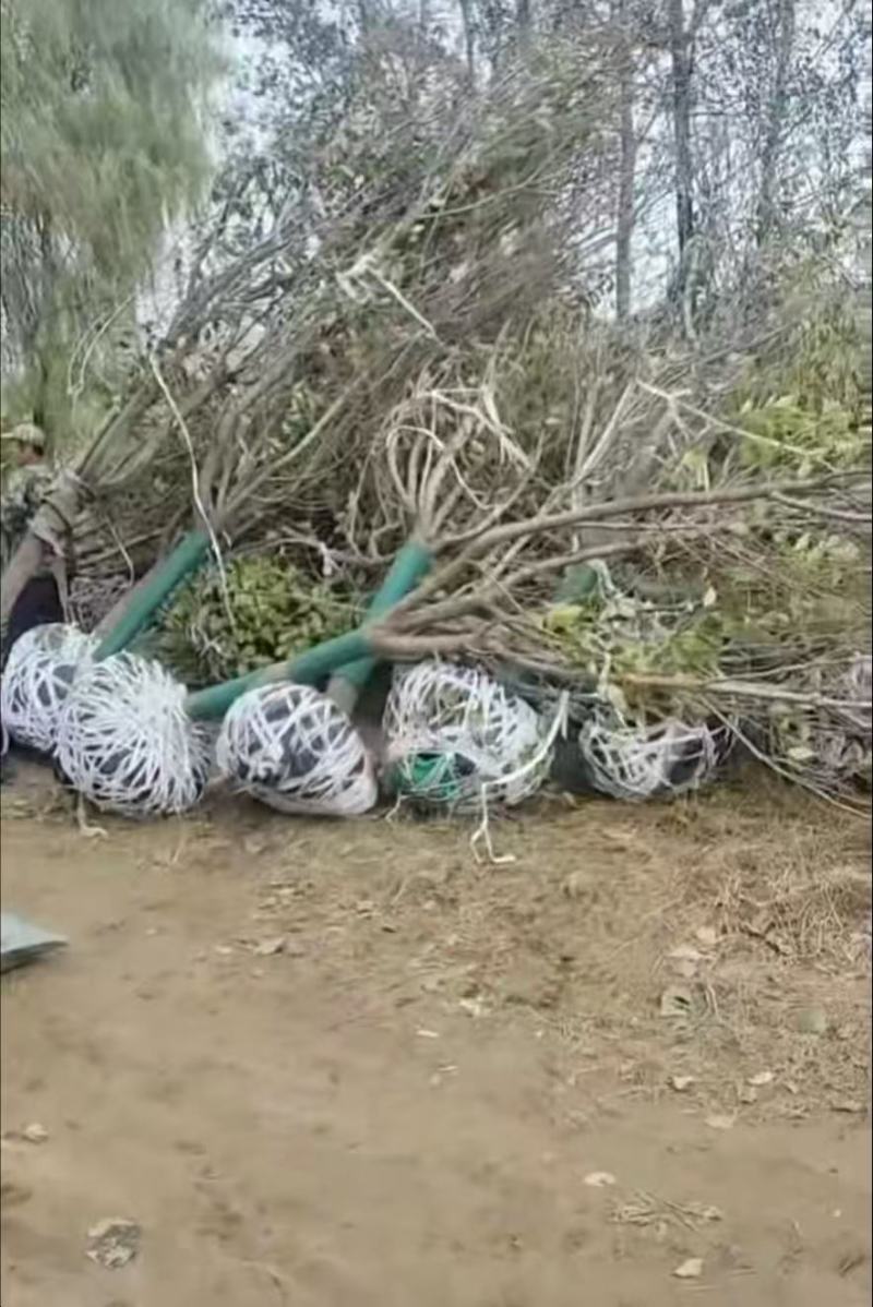 樱花树苗圃直发规格齐全提供技术欢迎咨询购买