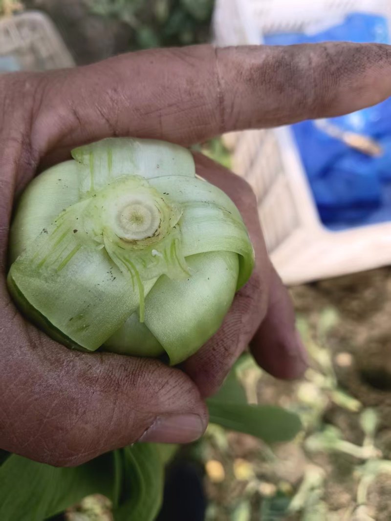 江苏精品油菜/上海青/产地直发/一手货源/价格优惠/欢迎采购