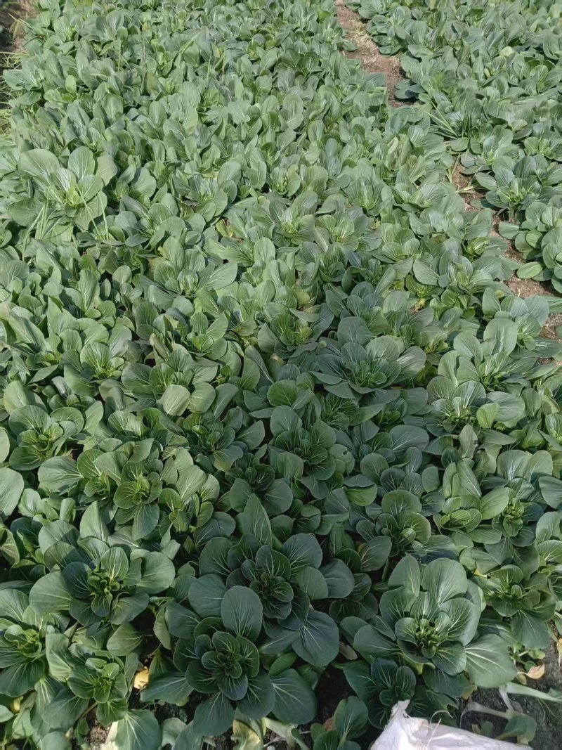 江苏精品油菜/上海青/产地直发/一手货源/价格优惠/欢迎采购