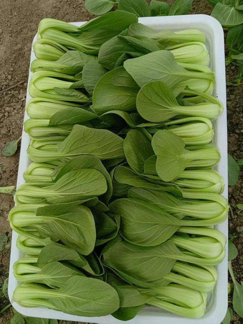 江苏精品油菜/上海青/产地直发/一手货源/价格优惠/欢迎采购