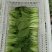 江苏精品油菜/上海青/产地直发/一手货源/价格优惠/欢迎采购