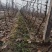 阳光玫瑰苗品质保证产地直发一手货源大量出货