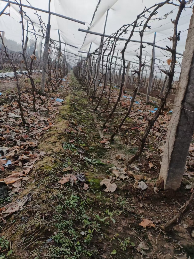阳光玫瑰苗品质保证产地直发一手货源大量出货
