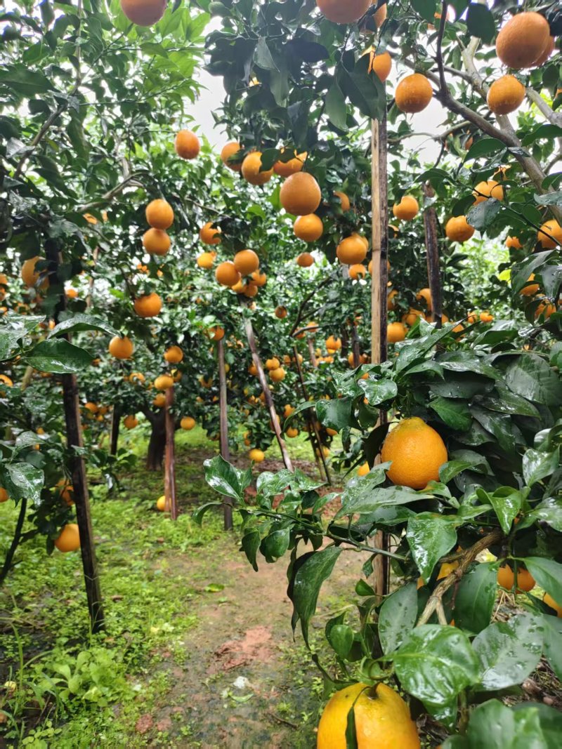 眉山爱媛提供纸箱泡沫箱礼品盒框子现场看货满意为止不失水无伤