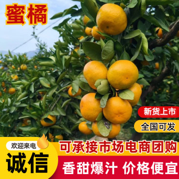 河北蜜橘大量供应对接市场电商商超欢迎咨询购买