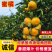 河北蜜橘大量供应对接市场电商商超欢迎咨询购买