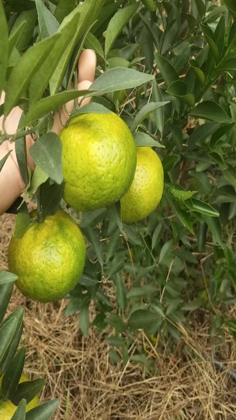 广西精品水果柑橘/茶枝柑/产地直发/量大价优/欢迎咨询