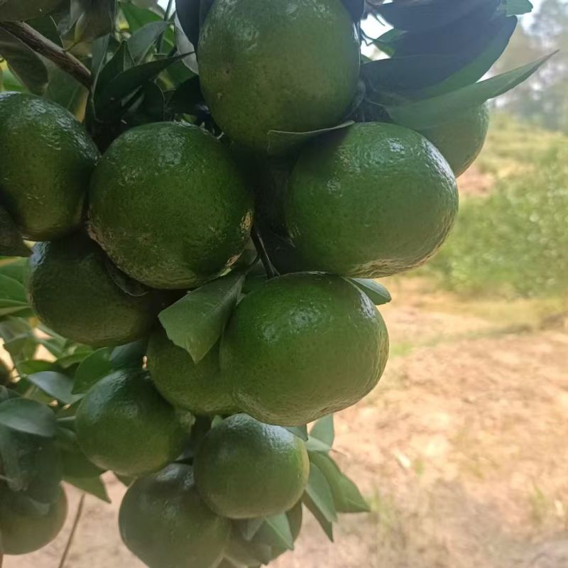 广西精品水果柑橘/茶枝柑/产地直发/量大价优/欢迎咨询