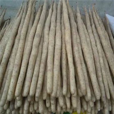 精品棒山药供应电商市场超市可视频看货欢迎来