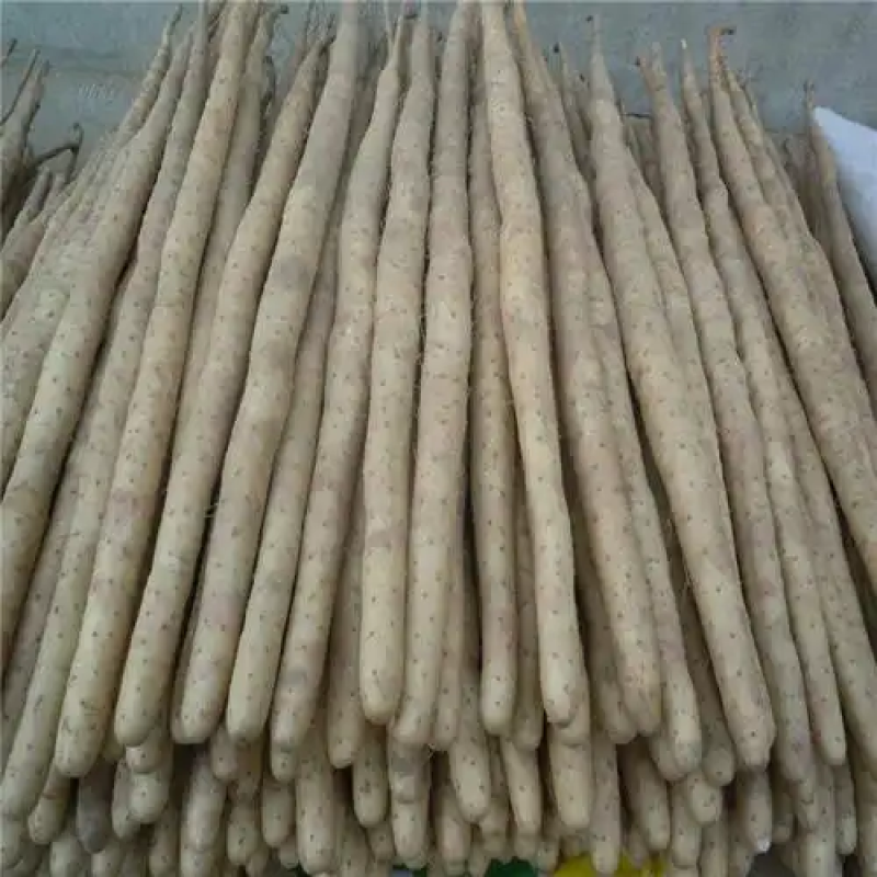 精品棒山药供应电商市场超市可视频看货欢迎来