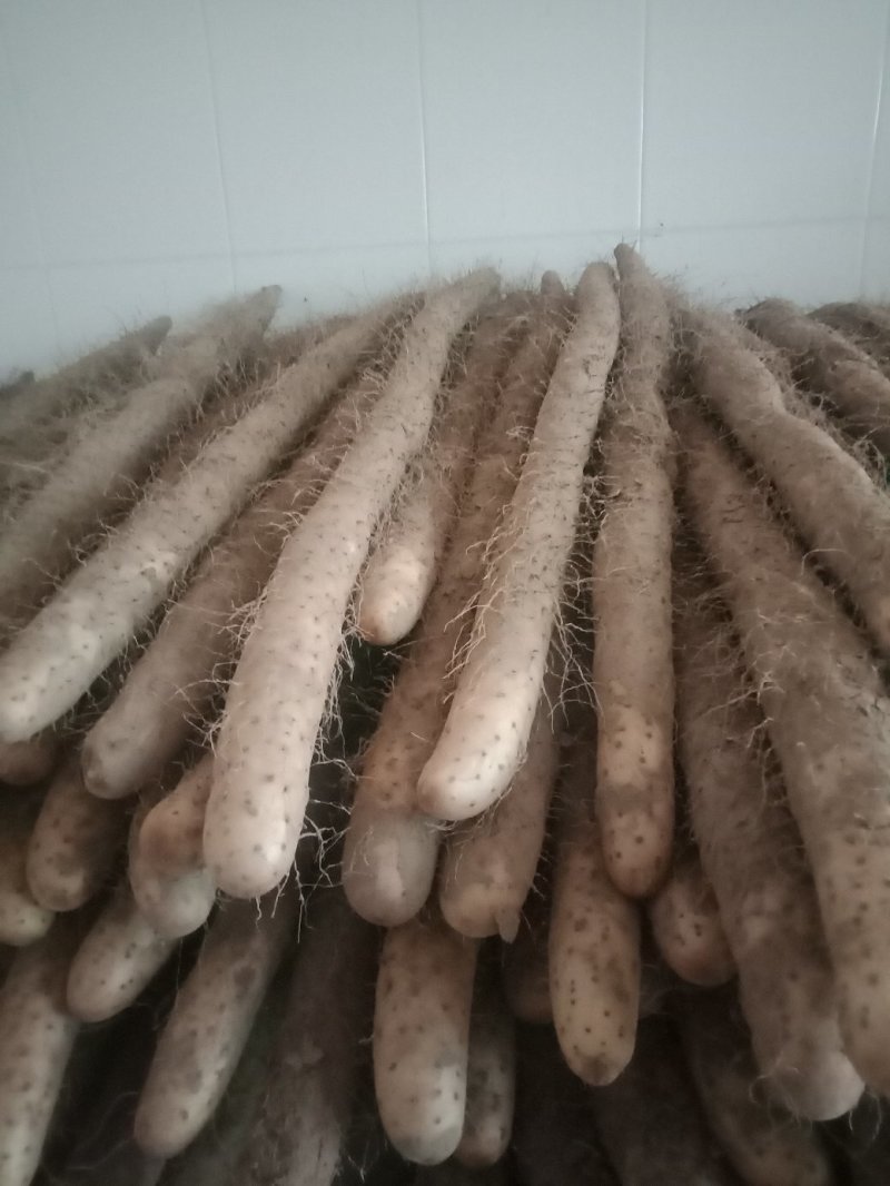 精品棒山药供应电商市场超市可视频看货欢迎来