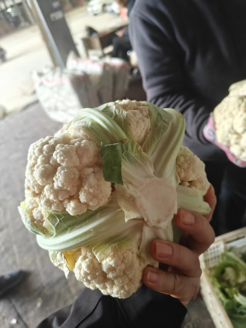 花菜，当季现货，新鲜上市，产地直发品质保证，量大从优！