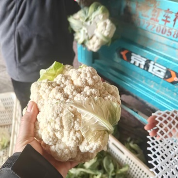 花菜，当季现货，新鲜上市，产地直发品质保证，量大从优！